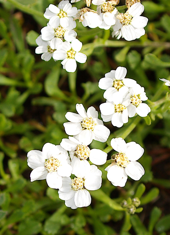 Achillea erba-rotta/Millefoglio erba-rotta